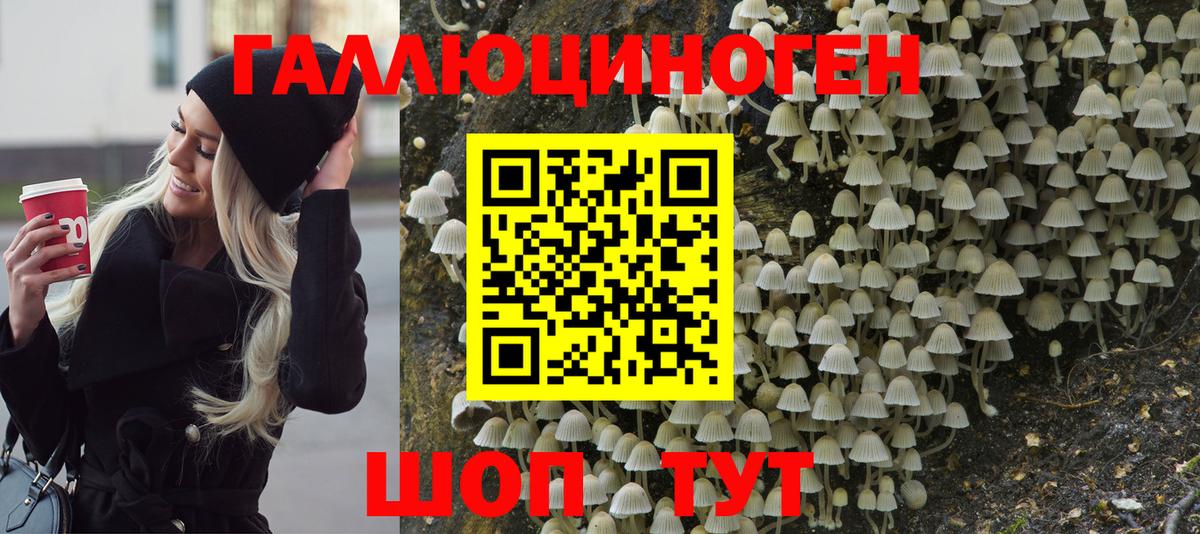 Кингисепп  Галлюциногенные грибы Psilocybine cubensis  Вход с VPN 